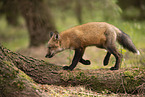 Rotfuchs