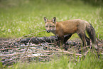 Rotfuchs