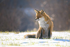 Rotfuchs