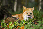 Rotfuchs