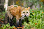 Rotfuchs