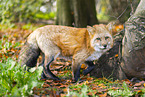 Rotfuchs
