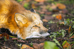 Rotfuchs