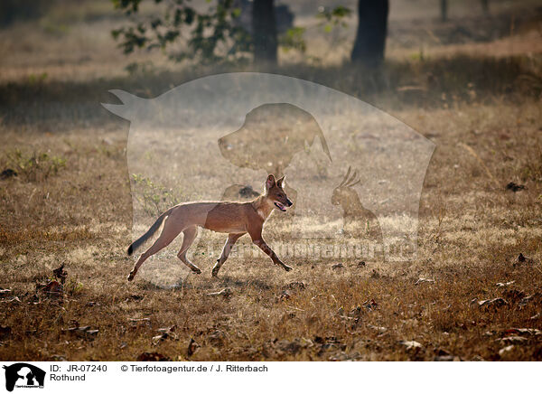 Rothund / Dhole / JR-07240