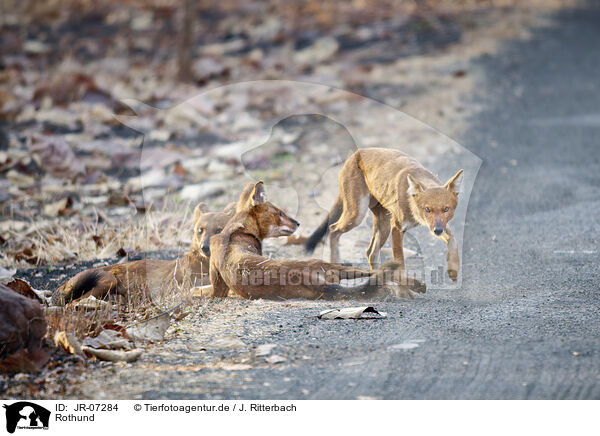 Rothund / Dhole / JR-07284
