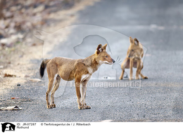 Rothund / Dhole / JR-07287