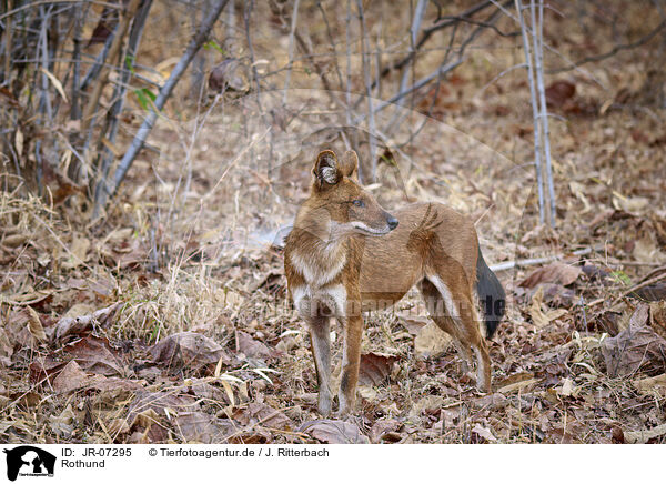Rothund / Dhole / JR-07295