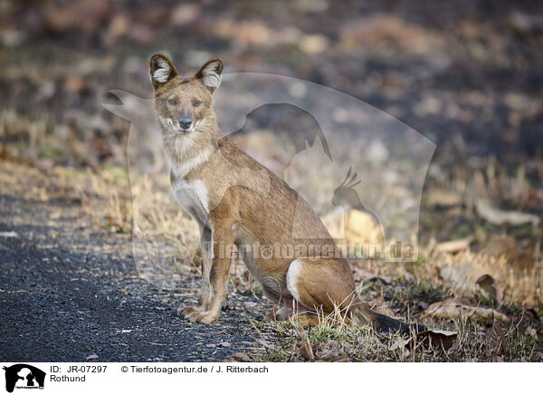 Rothund / Dhole / JR-07297