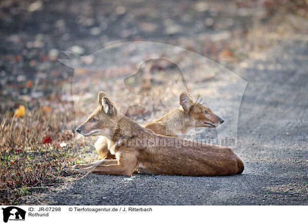 Rothund / Dhole / JR-07298