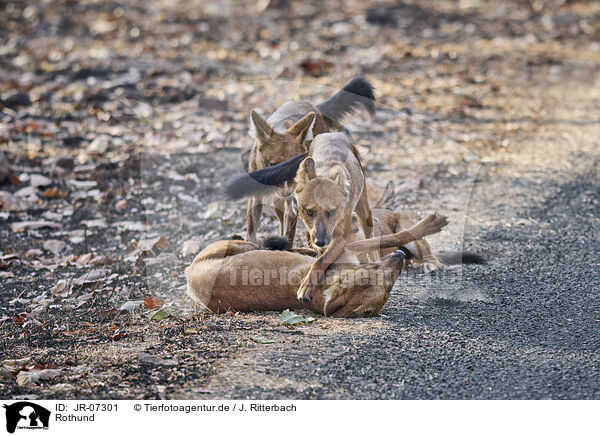 Rothund / Dhole / JR-07301