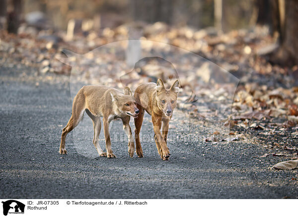 Rothund / Dhole / JR-07305