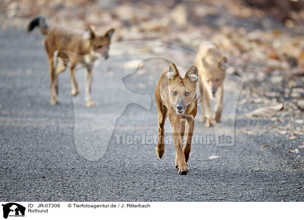 Rothund / Dhole / JR-07306