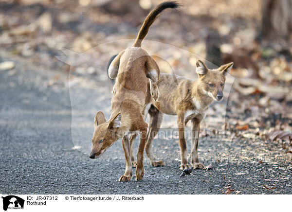 Rothund / Dhole / JR-07312