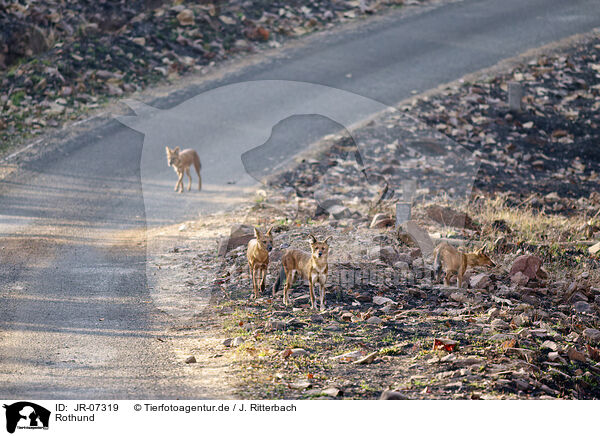 Rothund / Dhole / JR-07319