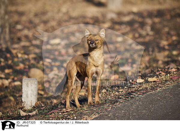Rothund / Dhole / JR-07325