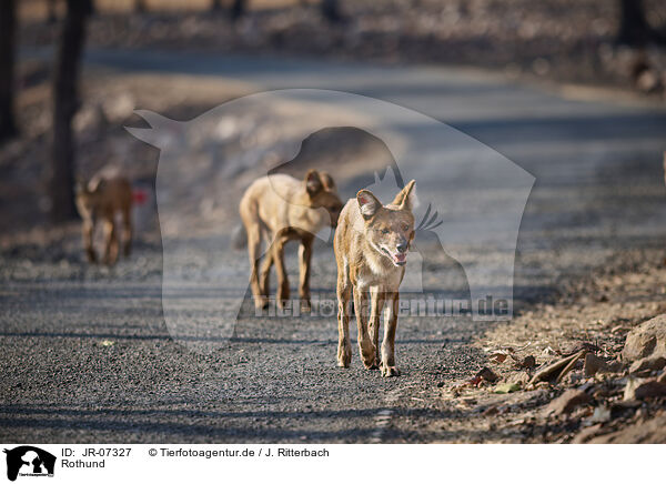 Rothund / Dhole / JR-07327