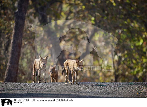 Rothund / Dhole / JR-07331