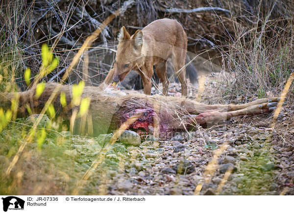 Rothund / Dhole / JR-07336