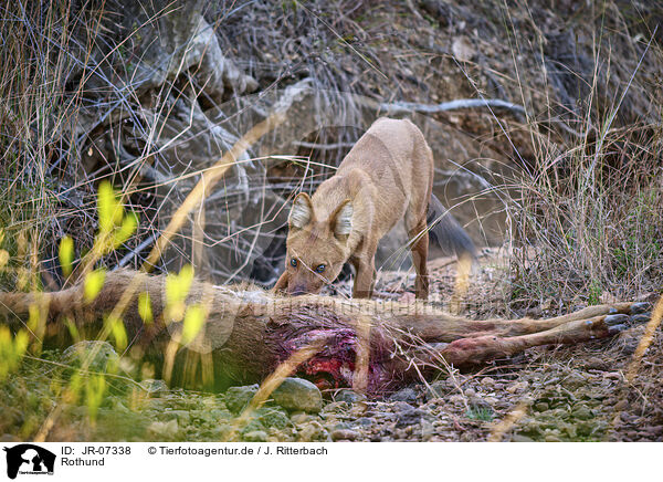 Rothund / Dhole / JR-07338