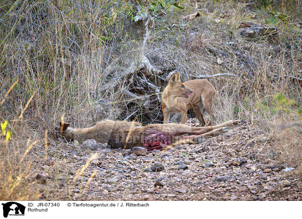 Rothund / Dhole / JR-07340