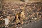 Rothund
