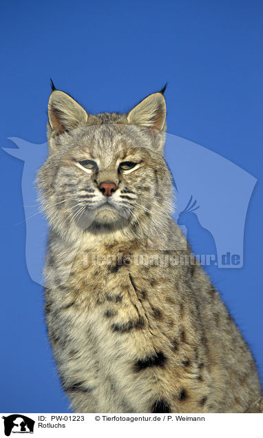 Rotluchs / Bobcat / PW-01223