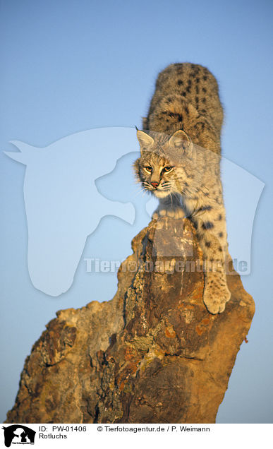 Rotluchs / Bobcat / PW-01406