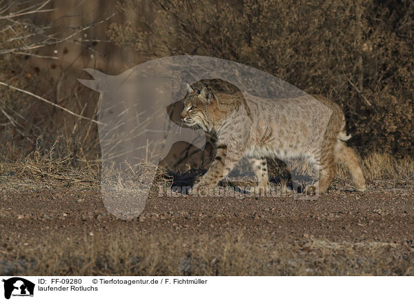 laufender Rotluchs / FF-09280