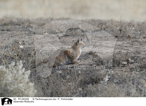 sitzender Rotluchs / FF-09346