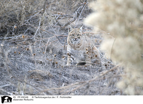 sitzender Rotluchs / sitting Bobcat / FF-09348