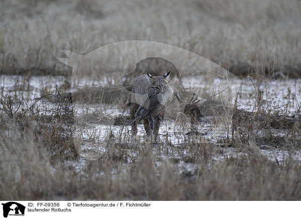 laufender Rotluchs / walking Bobcat / FF-09356