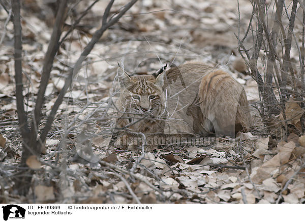 liegender Rotluchs / lying Bobcat / FF-09369