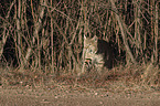 laufender Rotluchs