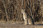 sitzender Rotluchs