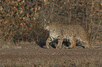 laufender Rotluchs