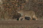 laufender Rotluchs