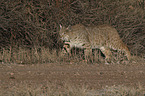 laufender Rotluchs