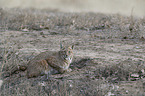 sitzender Rotluchs