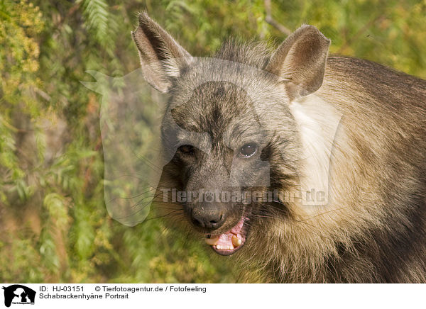 Schabrackenhyne Portrait / brown hyena portrait / HJ-03151