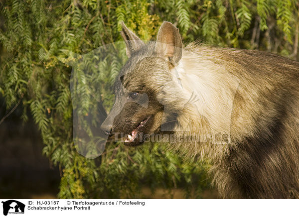 Schabrackenhyne Portrait / HJ-03157