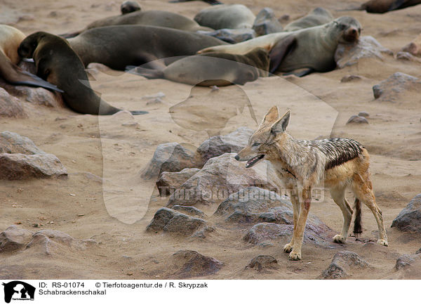 Schabrackenschakal / Black-backed jackal / RS-01074