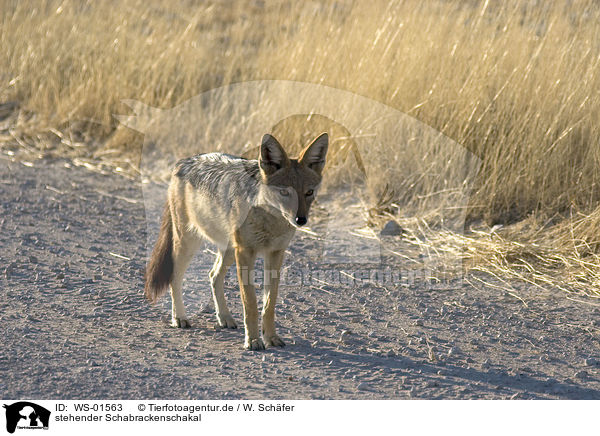 stehender Schabrackenschakal / standing jackal / WS-01563