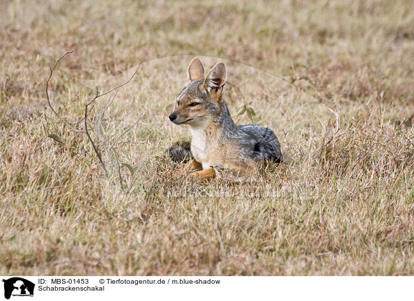 Schabrackenschakal / MBS-01453