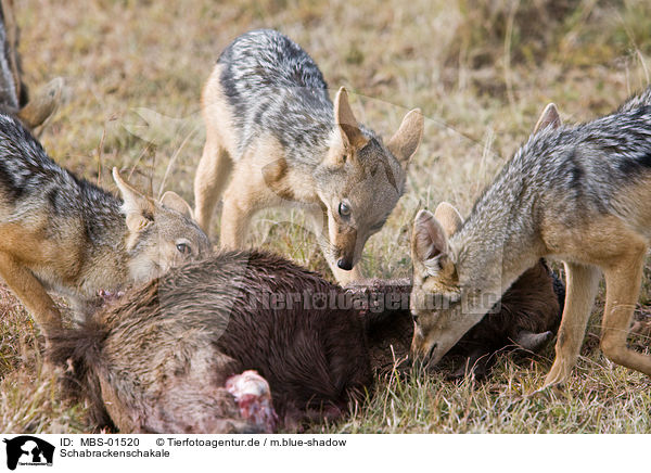 Schabrackenschakale / black-backed jackals / MBS-01520