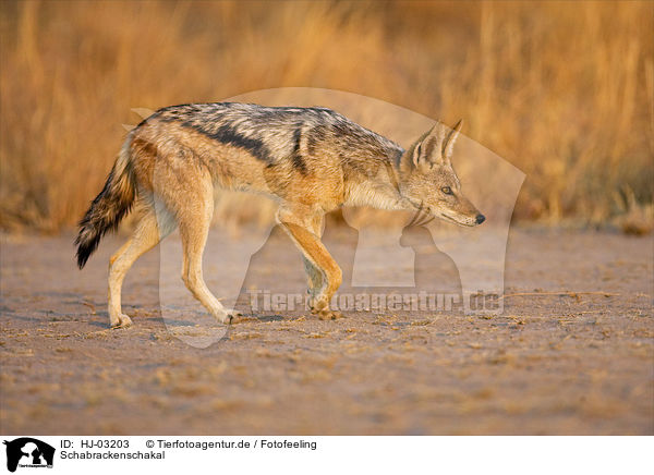 Schabrackenschakal / black-backed jackal / HJ-03203