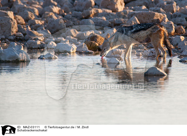 Schabrackenschakal / black-backed jackal / MAZ-03111