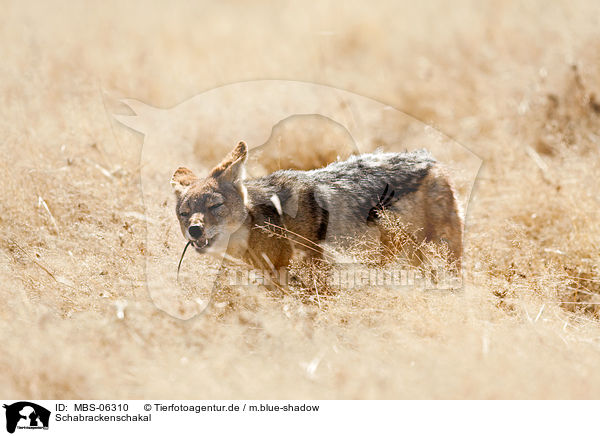 Schabrackenschakal / black-backed jackal / MBS-06310