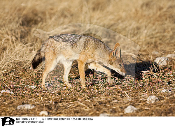 Schabrackenschakal / black-backed jackal / MBS-06311