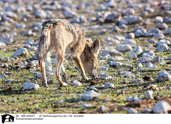 Schabrackenschakal / black-backed jackal / WS-05927