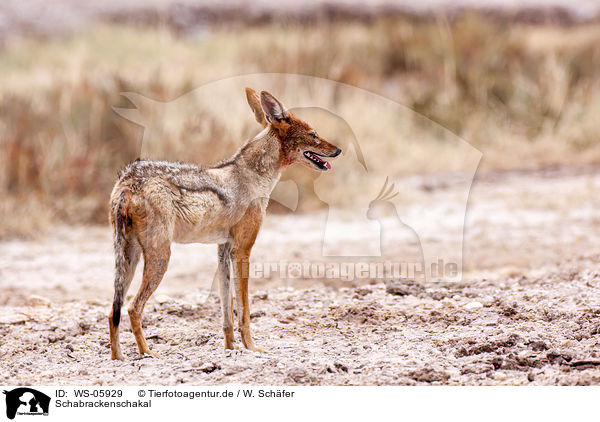 Schabrackenschakal / black-backed jackal / WS-05929